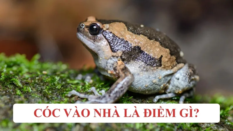 Theo dân gian, cóc là loài vật gắn với mưa thuận gió hòa, sinh khí và những tín hiệu may mắn trong đời sống.